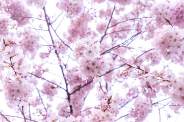 Fototapeta premium Pink Cherry Blossom