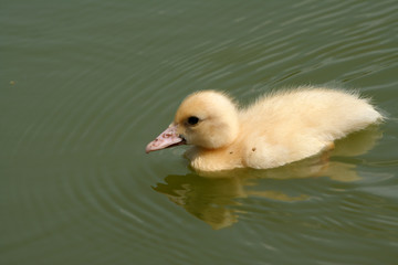 Yellow pat swimming in green lake