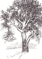 Ink sketch of pine and tree on white background