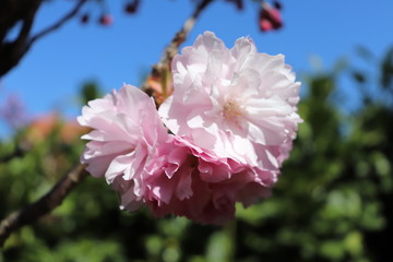 Fleurs roses de cerisier du japon ou de cerisier fleur au printemps - Ville de Corbas - Département du Rhône - France