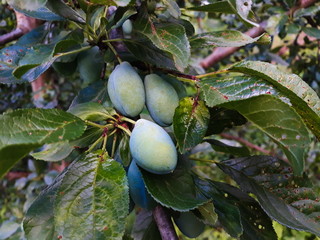 green, immature plums on a branch in an orchard