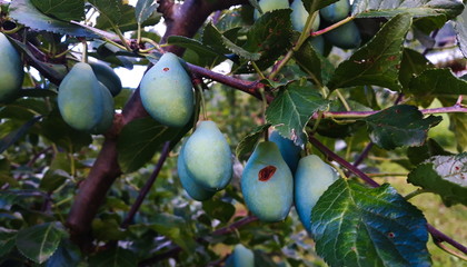 green, immature plums on a branch in an orchard
