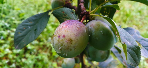 Green prunes on the branch after the rain, where the blue begins to appear