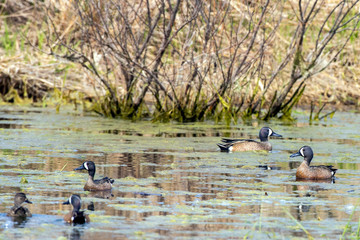 Blue-winged Teal 0944
