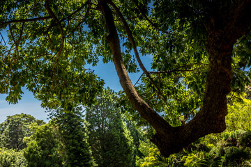 In a park in Sydney, Australia at a cloudy day in summer, viewing some exotic trees.