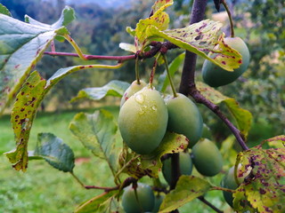 green, immature plums on a branch in an orchard