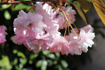 Fleurs roses de cerisier du japon ou de cerisier fleur au printemps - Ville de Corbas - Département du Rhône - France