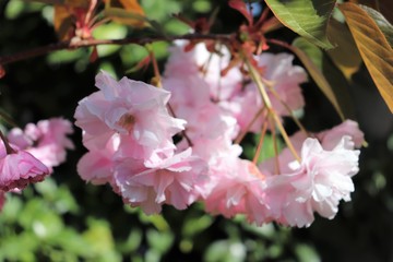 Fleurs roses de cerisier du japon ou de cerisier fleur au printemps - Ville de Corbas - Département du Rhône - France