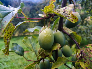green, immature plums on a branch in an orchard