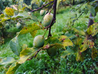 green, immature plums on a branch in an orchard