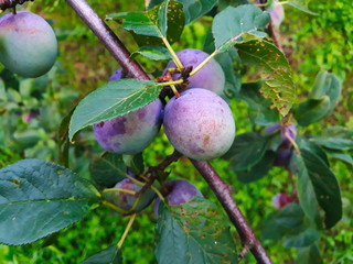 Green plums on the branch on which begins to appear blue