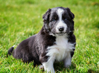 Adorable border collie puppy sitting upright on grass