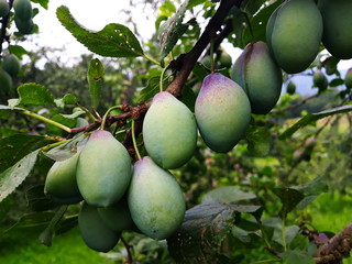 Green plums on the branch on which begins to appear blue