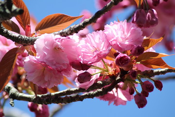 Fleurs roses de cerisier du japon ou de cerisier fleur au printemps - Ville de Corbas - Département du Rhône - France