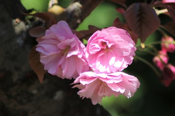 Fleurs roses de cerisier du japon ou de cerisier fleur au printemps - Ville de Corbas - Département du Rhône - France