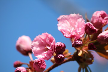 Fleurs roses de cerisier du japon ou de cerisier fleur au printemps - Ville de Corbas - Département du Rhône - France