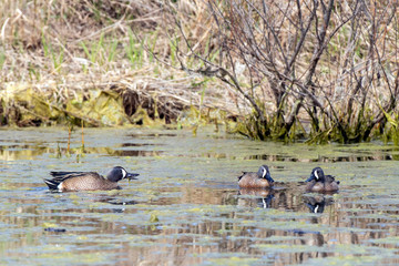 Blue-winged Teal 0794