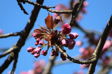 Fleurs roses de cerisier du japon ou de cerisier fleur au printemps - Ville de Corbas - Département du Rhône - France