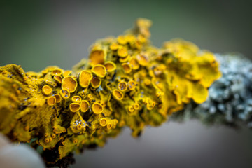 close up of yellow moss