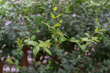 Shrub branches with fresh young green leaves on blurred background in early spring. soft focus