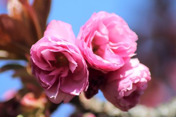 Fleurs roses de cerisier du japon ou de cerisier fleur au printemps - Ville de Corbas - Département du Rhône - France