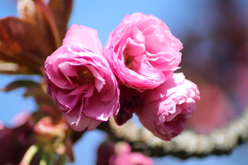 Fleurs roses de cerisier du japon ou de cerisier fleur au printemps - Ville de Corbas - Département du Rhône - France