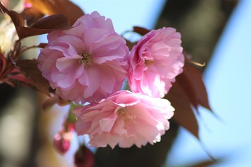 Fleurs roses de cerisier du japon ou de cerisier fleur au printemps - Ville de Corbas - Département du Rhône - France