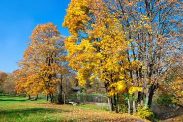 Fototapeta na wymiar autumn landscape with trees