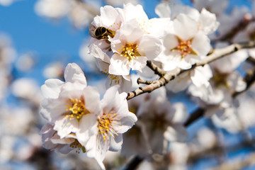 Fototapeta premium Spring trees with blossom flowers. Beautiful background. Blooming tree at sunny spring day. Spring flowers. Abstract blurred background. Springtime
