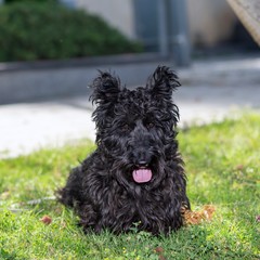 dog on the grass