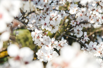 Obraz premium Spring trees with blossom flowers. Beautiful background. Blooming tree at sunny spring day. Spring flowers. Abstract blurred background. Springtime