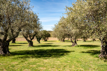 olive grove