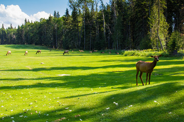 Elk on the Golf Course