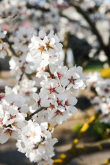 Fototapeta premium Spring trees with blossom flowers. Beautiful background. Blooming tree at sunny spring day. Spring flowers. Abstract blurred background. Springtime