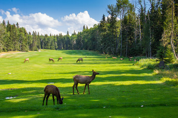Elk on the Golf Course