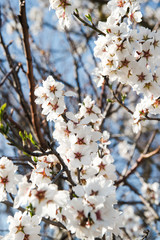 Spring trees with blossom flowers. Beautiful background. Blooming tree at sunny spring day. Spring flowers. Abstract blurred background. Springtime