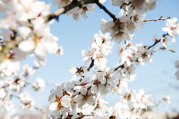 Spring trees with blossom flowers. Beautiful background. Blooming tree at sunny spring day. Spring flowers. Abstract blurred background. Springtime
