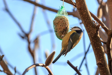 Wiosna i ptaki na drzewach © Agooshi - A. Gryzik