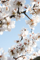Spring trees with blossom flowers. Beautiful background. Blooming tree at sunny spring day. Spring flowers. Abstract blurred background. Springtime