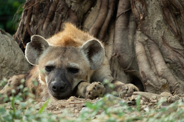 Hyena