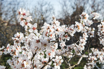 Spring trees with blossom flowers. Beautiful background. Blooming tree at sunny spring day. Spring flowers. Abstract blurred background. Springtime