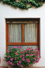Fototapeta na wymiar window with flowers in the background