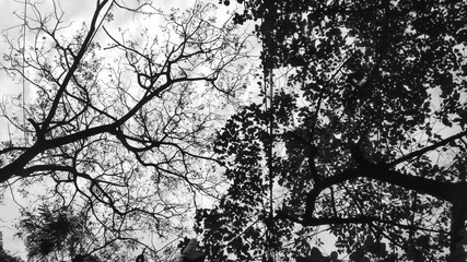  a black and white photo from the bottom of two trees one with leaves and one without
