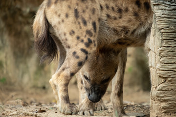 Hyena