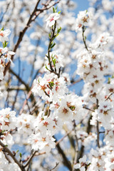 Spring apricot trees with blossom flowers. Beautiful background. Blooming tree at sunny spring day. Spring apricot flowers. Abstract blurred background. Springtime