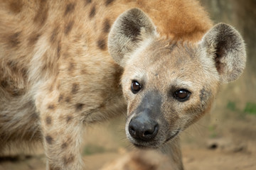 Hyena