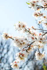 Spring apricot trees with blossom flowers. Beautiful background. Blooming tree at sunny spring day. Spring apricot flowers. Abstract blurred background. Springtime