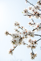 Spring apricot trees with blossom flowers. Beautiful background. Blooming tree at sunny spring day. Spring apricot flowers. Abstract blurred background. Springtime