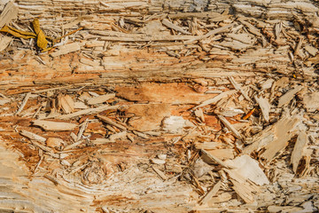 Wood background texture. Slivers of wood. Close-up.