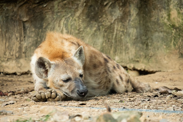 Fototapeta premium Hyena